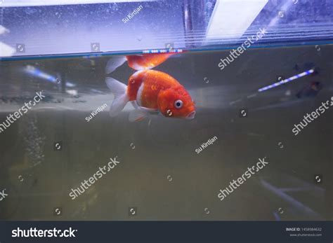 Bleak Freshwater Fish Isolated On Aquarium Stock Photo 1458984632 | Shutterstock