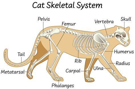 Musculoskeletal System Cat Anatomy Anatomy Body Anatomy – NBKomputer