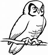 Free Printable Owl Coloring Pages For Kids sketch template