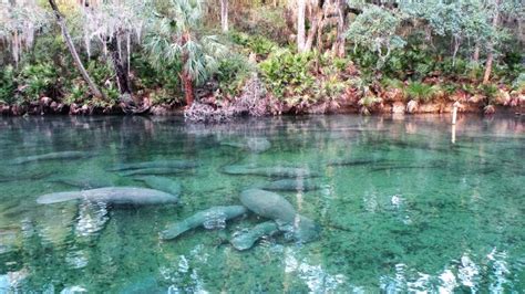 Blue Spring State Park | Florida State Parks