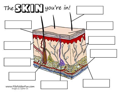 Printable Blank Skin Diagram Worksheet