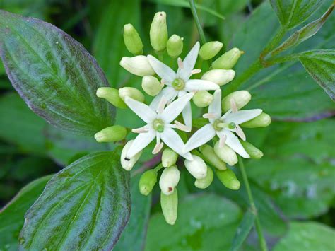 Photographs of Cornus Sanguinea, UK Wildflowers; White flowers