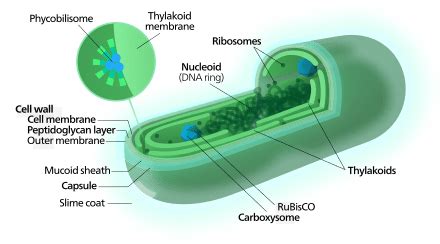 Cyanobacteria - Definition and Examples - Biology Online Dictionary