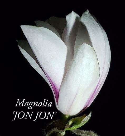 Magnolia 'Jon Jon' – Bleuwood Nursery