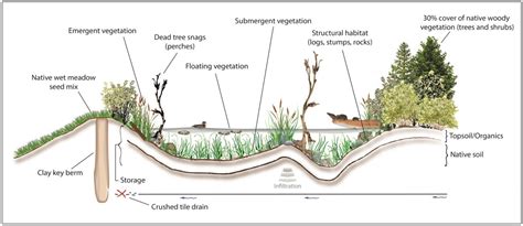 Nature & Ecology Wetland Plants of Ontario Trees Field Guides ...