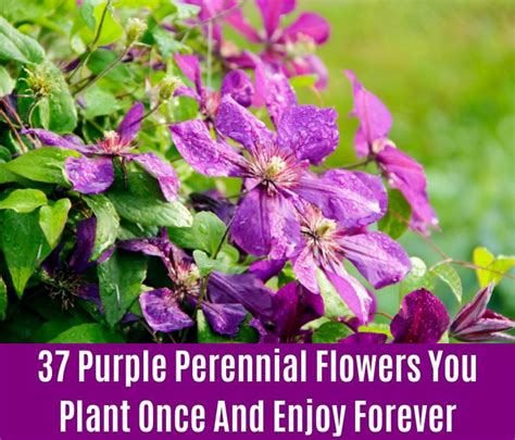 37 Purple Perennial Flowers You Plant Once And Enjoy Forever