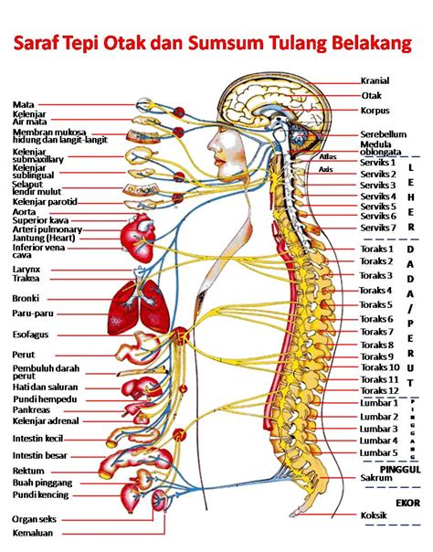 MENGENAL SUSUNAN SARAF MANUSIA | VISIUNIVERSAL