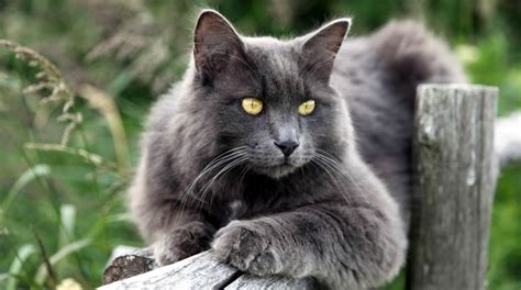 Nebelung Cat - Pets Australia