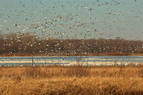 Missouri's 10 Best Bird-Watching Spots This Summer - A-Z Animals