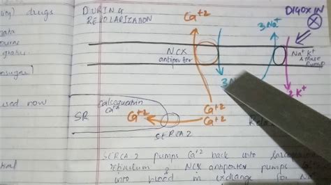 Digoxin -mechanism of action - YouTube