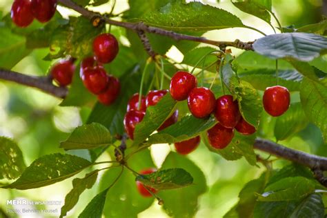 Mehr News Agency - Harvesting cherry, sour cherry trees in Markazi Prov.