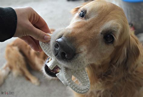 Nylabone Dental Chews Review - Dog vs. Dinosaur!