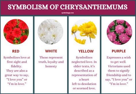 Chrysanthemum Flower – Symbolism and Meaning - Symbol Sage