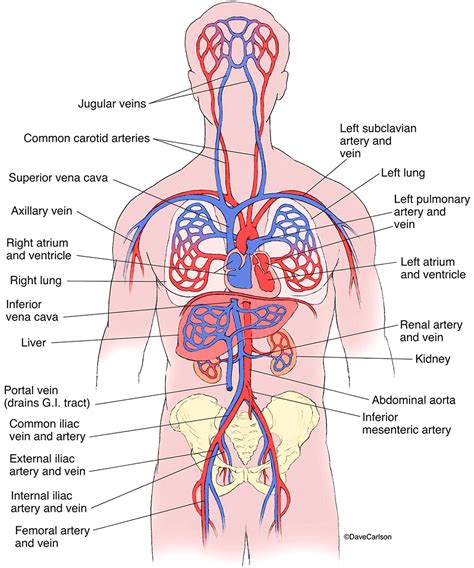 Circulatory System Diagram Labeled Veins