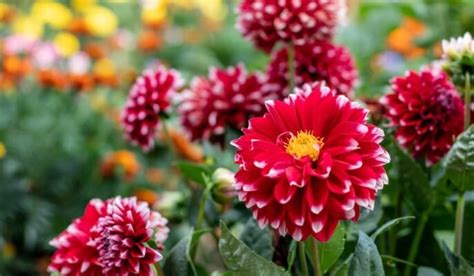 Dahlia Flower: How to Grow and Care in Your Garden