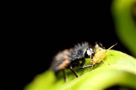 Harmonia axyridis larva dinner | Harmonia axyridis or Asian … | Flickr