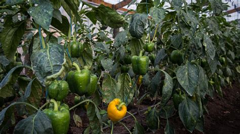 Malawi Women farmers fighting poverty with vegetable farming | United Nations Development Programme