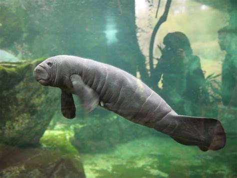 Meet the Manatee Calf at ZooParc de Beauval | Manatee, Zooborns, Baby animals pictures