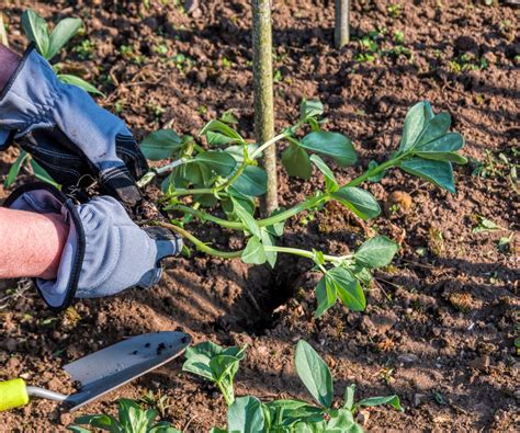 How to plant fava beans: maximize the chance of a tasty crop | Homes ...