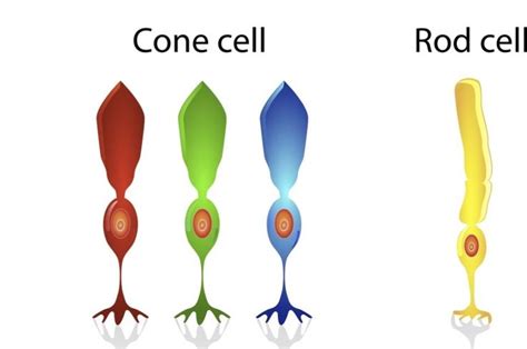 Retinal Detachment | Cone cell, Eye facts, Human eye drawing