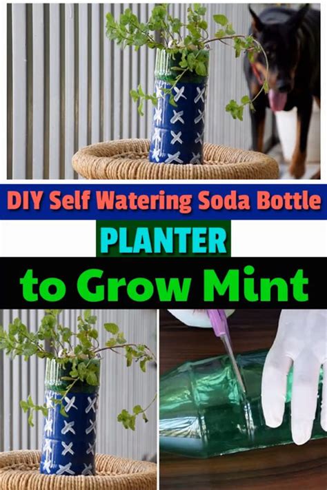 DIY Self Watering Soda Bottle Planter to Grow Mint [Video] | Diy self watering planter, Self ...