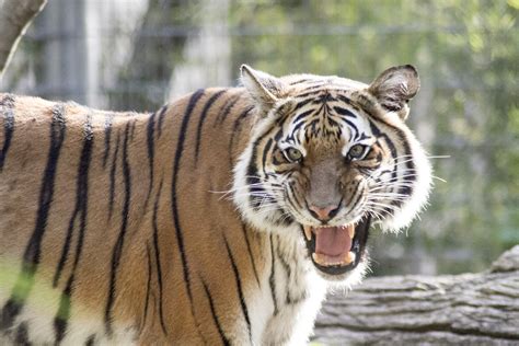 Malayan Tiger - Fresno Chaffee Zoo