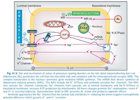 Furosemide Mechanism Of Action