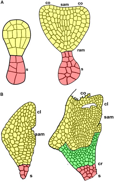 Frontiers | Analogous reserve distribution and tissue characteristics in quinoa and grass seeds ...