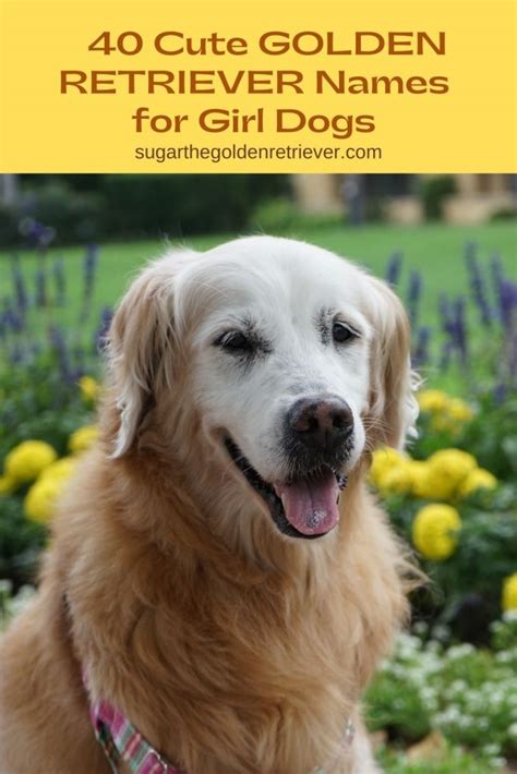 400+ Of The Best Most Cutest Golden Retriever Dog Names Ever - Golden Woofs