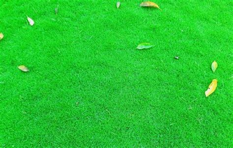 Cricket Field Natural Lawn Grass at 10.50 INR at Best Price in Barpeta ...