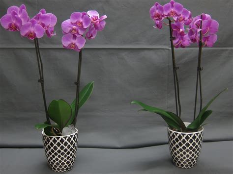 Watering Phalaenopsis orchids with ice cubes | Greenhouse Industry ...