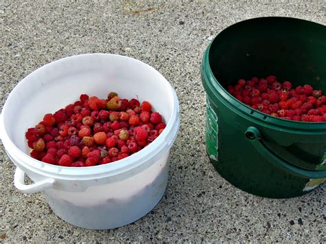 just saying ...: Wild Raspberry Jam ...