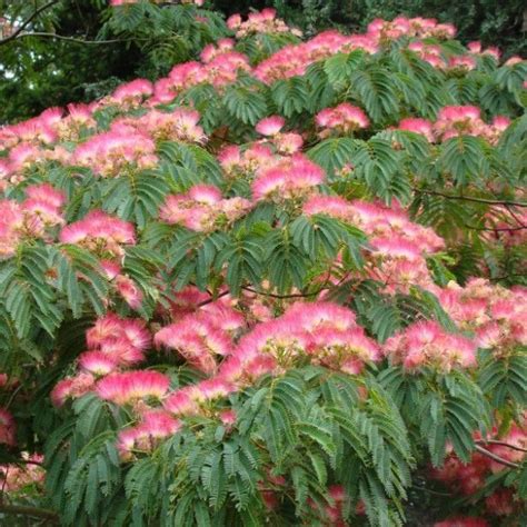 Albizzia Julibrissin Pink Silk Tree – Aloha Tropicals