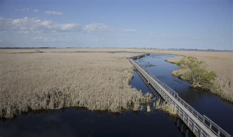 pewit: Marsh Boardwalk Point Pelee