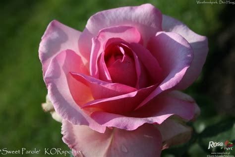 'Sweet Parole ®' Rose