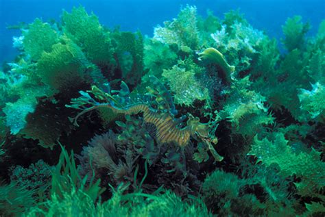 Leafy sea dragon, Phycodurus eques , South Australia. This photograph illustrates the amazing ...