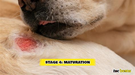 How Do You Tell If A Dog Wound Is Infected Or Healing