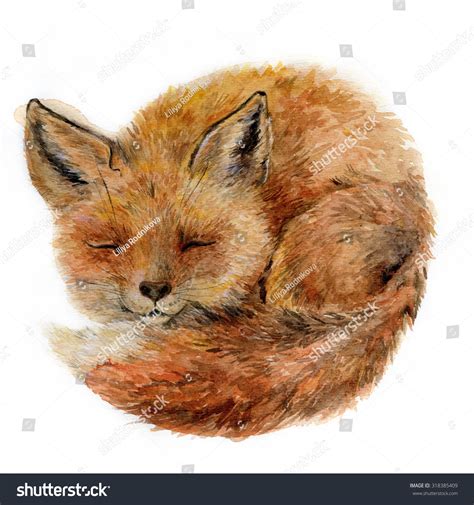 Isolated Watercolor Painting Sleeping Little Fox Stock Illustration ...