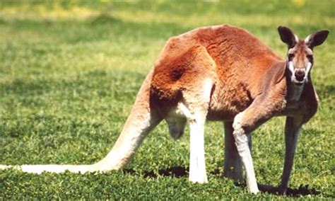 Red Kangaroo - Facts, Diet & Habitat Information