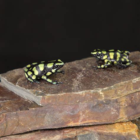 Dendrobates auratus Colombian Yellow - Jungle Jewel Exotics