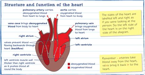 Heart : r/GCSE