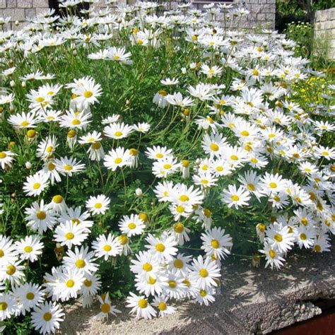 LEUCANTHEMUM VULGARE May Queen - Margarita