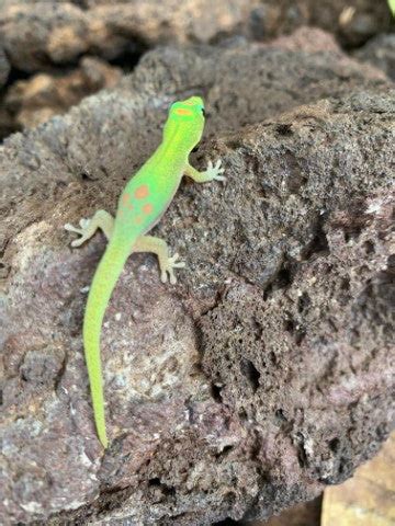 Gold Dust Day Gecko Care Guide – The Critter Depot