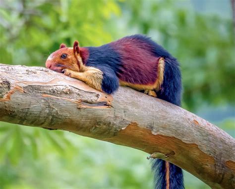 The Indian giant squirrel, scientist don’t now for sure why this animal is so bright colored ...