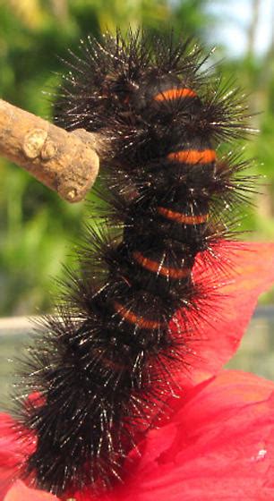 Giant Leopard Moth caterpillar - Hypercompe scribonia - BugGuide.Net