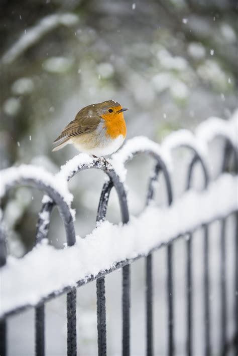 Robin in the Snow | Winter scenes, Winter scenery, Beautiful birds