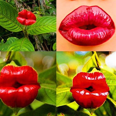 Red Hot Lips Flower Seeds, Psychotria Elata Seeds, 100pcs/pack | Orchid seeds, Flower seeds ...