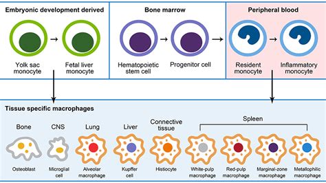 Macrophage Cell Overview | Thermo Fisher Scientific - KR