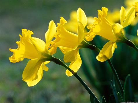 Desktop Wallpapers » Flowers Backgrounds » Delightful Daffodils » www ...