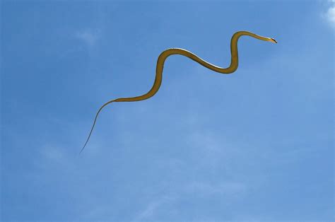 Mystery of how flying snakes move is solved by scientists